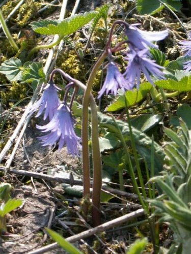 Malá Fatra - 22.5.2005